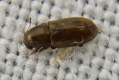 Orthocis alni