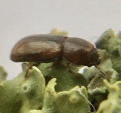Orthocis alni