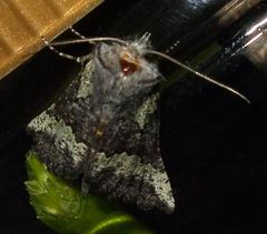 Drepanogynis interscripta