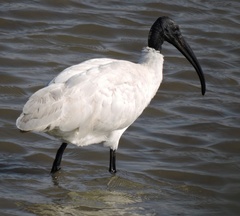 Threskiornis melanocephalus
