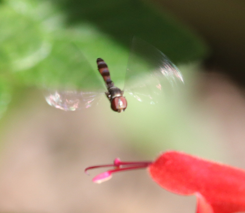 Unknown species found near Oak Ridge, TN, USA