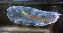 Salpidae
