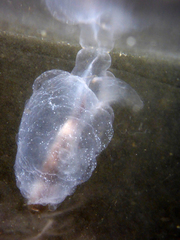 Cliopsis krohnii