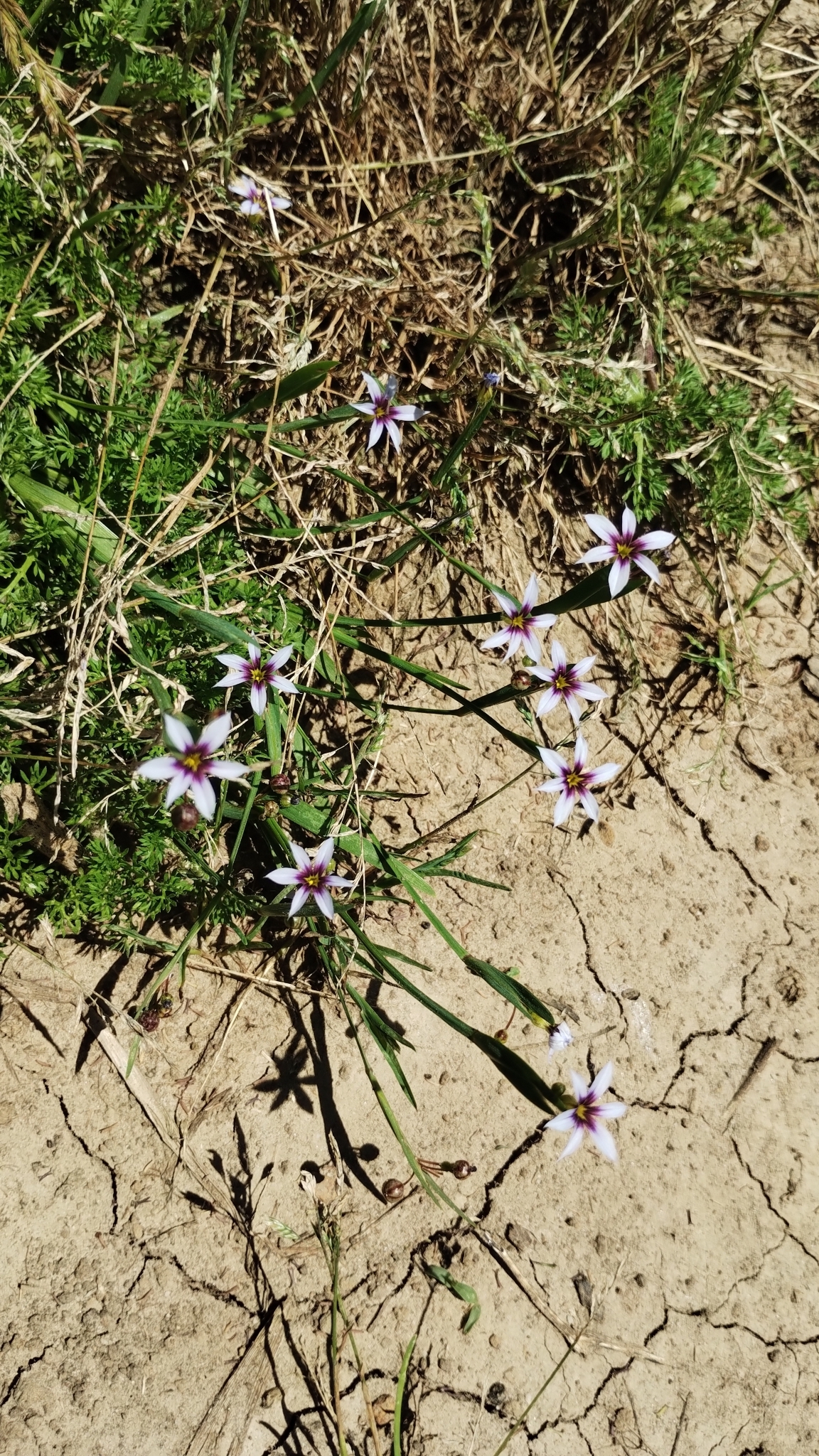 Sisyrinchium micranthum