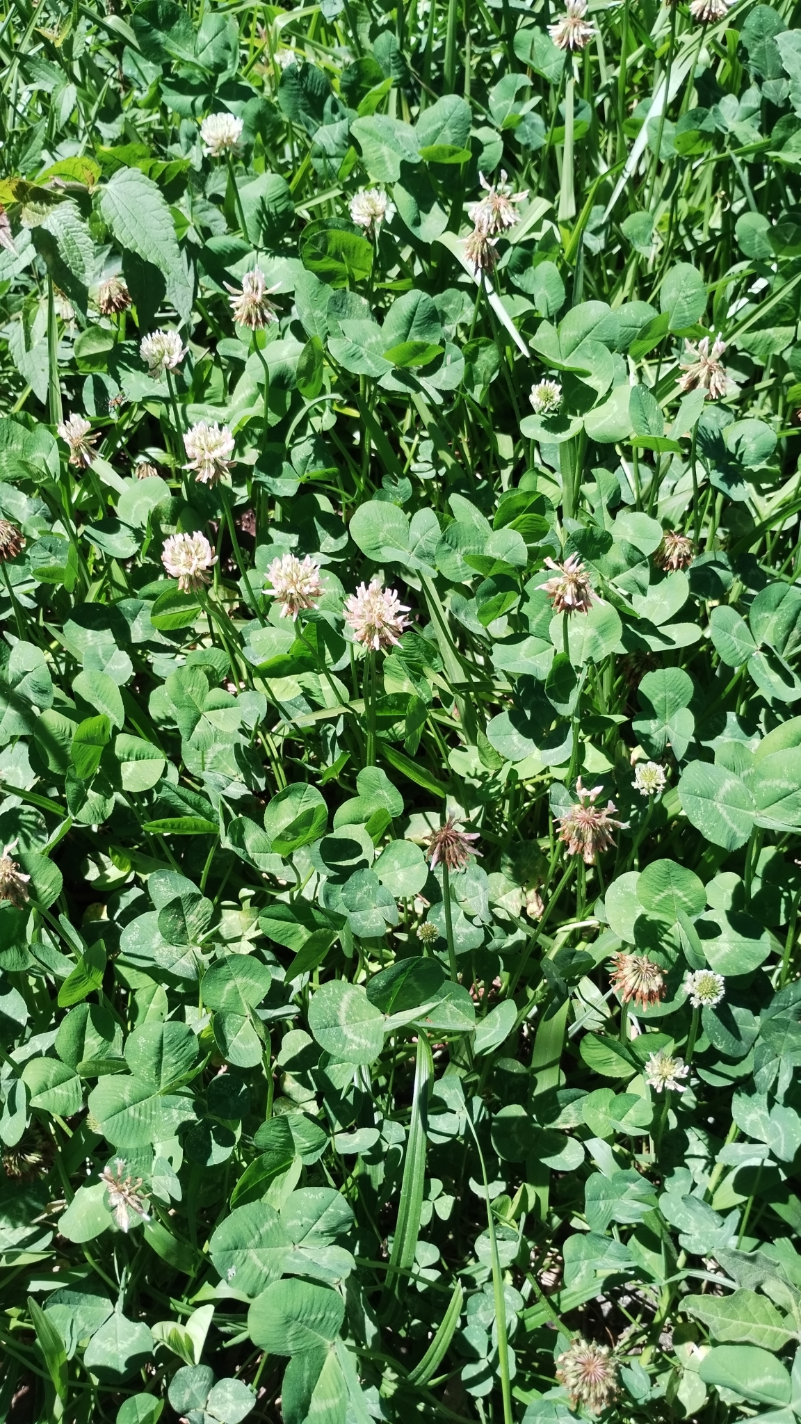 Trifolium repens