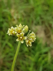Cordylogyne globosa