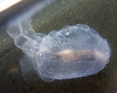 Cliopsis krohnii