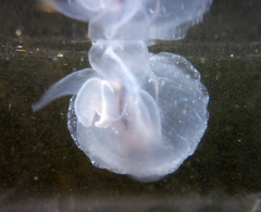 Cliopsis krohnii
