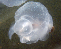 Cliopsis krohnii