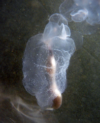 Cliopsis krohnii