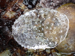 Cliopsis krohnii
