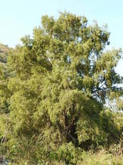 Astianthus viminalis