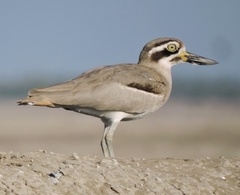 Esacus recurvirostris