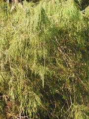 Astianthus viminalis