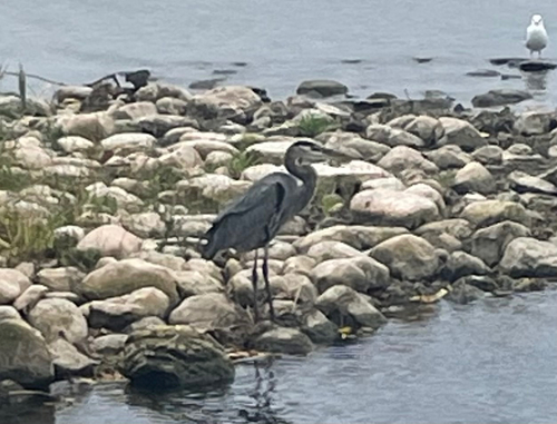 Great Blue Heron