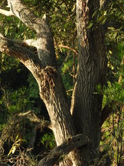 Astianthus viminalis
