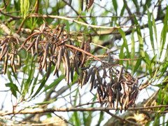 Astianthus viminalis