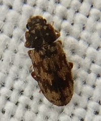 Synchita undata