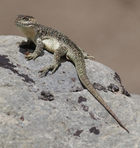 Lenz’ Iguana, Liolaemus lenzi