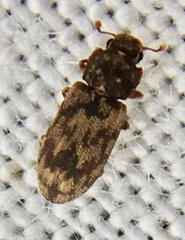 Synchita undata