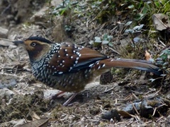 Ianthocincla ocellata