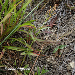 Gonocarpus chinensis