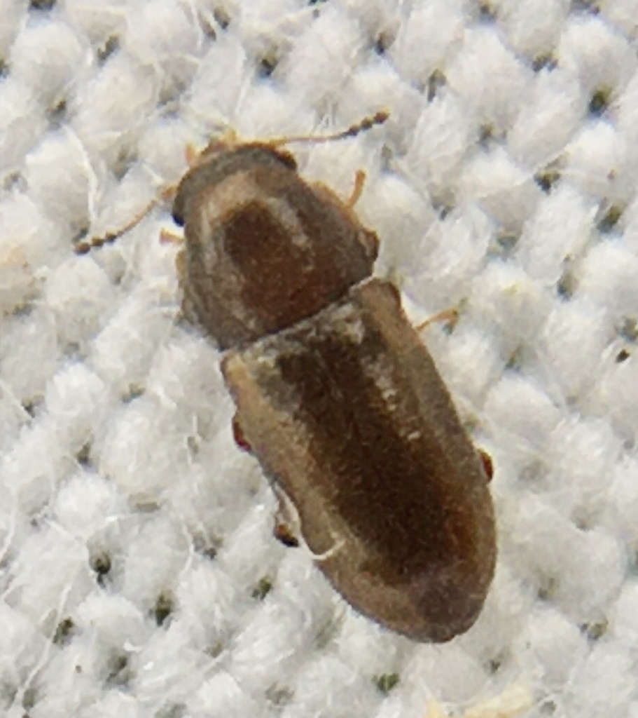 Orthocis alni