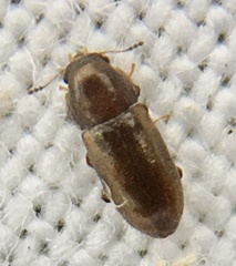 Orthocis alni