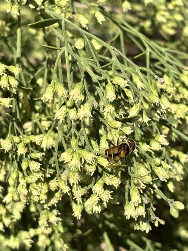 Unknown species found near Highlands-Perkins, Baton Rouge, LA, US