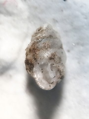 Gastrocopta contracta