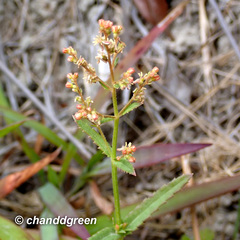 Gonocarpus chinensis