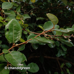 Elaeagnus tutcheri