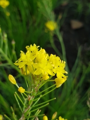 Bulbine capitata