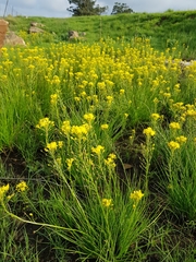 Bulbine capitata