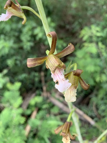 Garden Harlequin