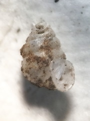 Gastrocopta contracta