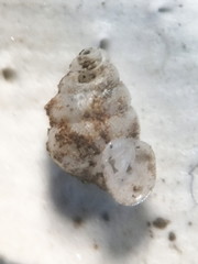 Gastrocopta contracta