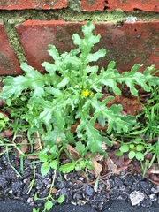 Senecio vulgaris