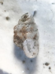 Gastrocopta contracta