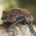 Kuhl's Pipistrelle - Photo (c) Roberto Ghiglia, some rights reserved (CC BY-NC), uploaded by Roberto Ghiglia