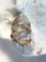 Gastrocopta contracta