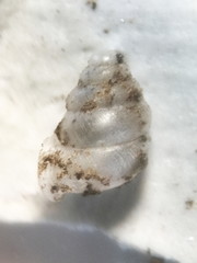 Gastrocopta contracta