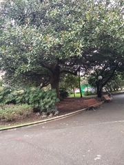 Magnolia grandiflora