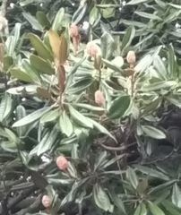 Magnolia grandiflora