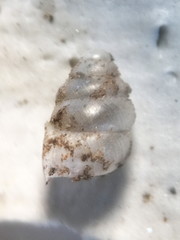 Gastrocopta contracta