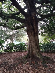Magnolia grandiflora