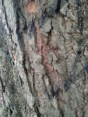 Magnolia grandiflora