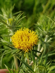 Berkheya pinnatifida ingrata