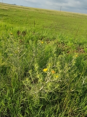Berkheya pinnatifida ingrata
