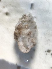 Gastrocopta contracta